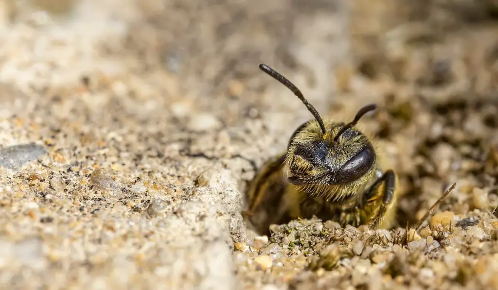 mining bee getting out from a hole on the ground
