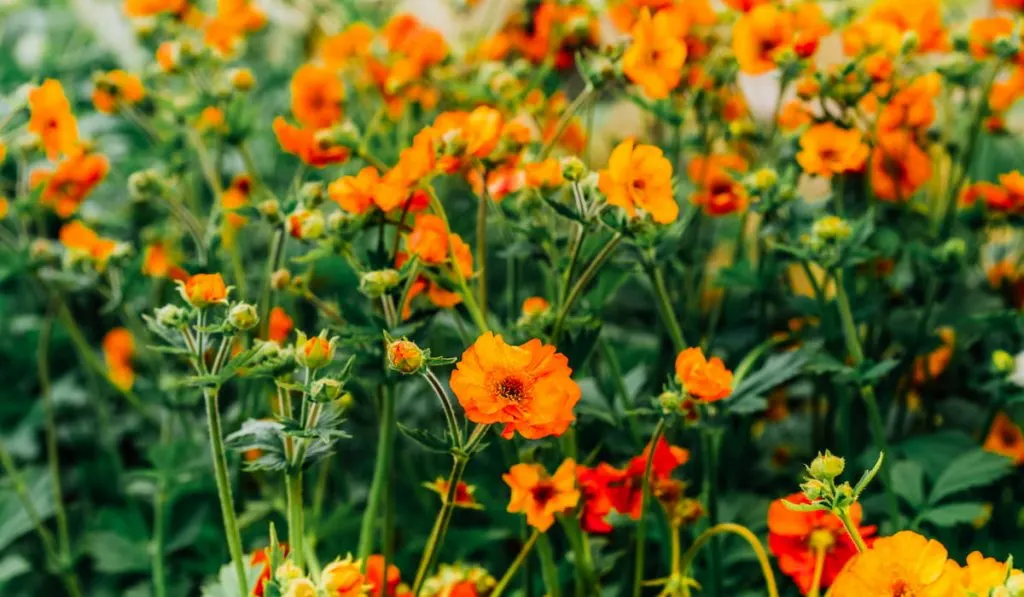 orange flower of geum