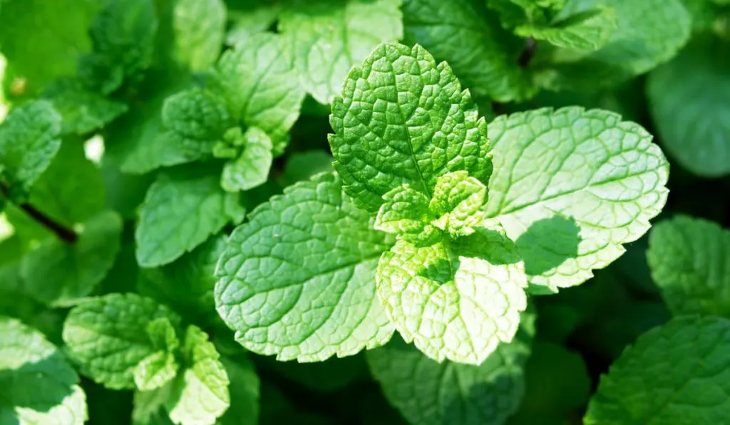 peppermint mint twigs closeup