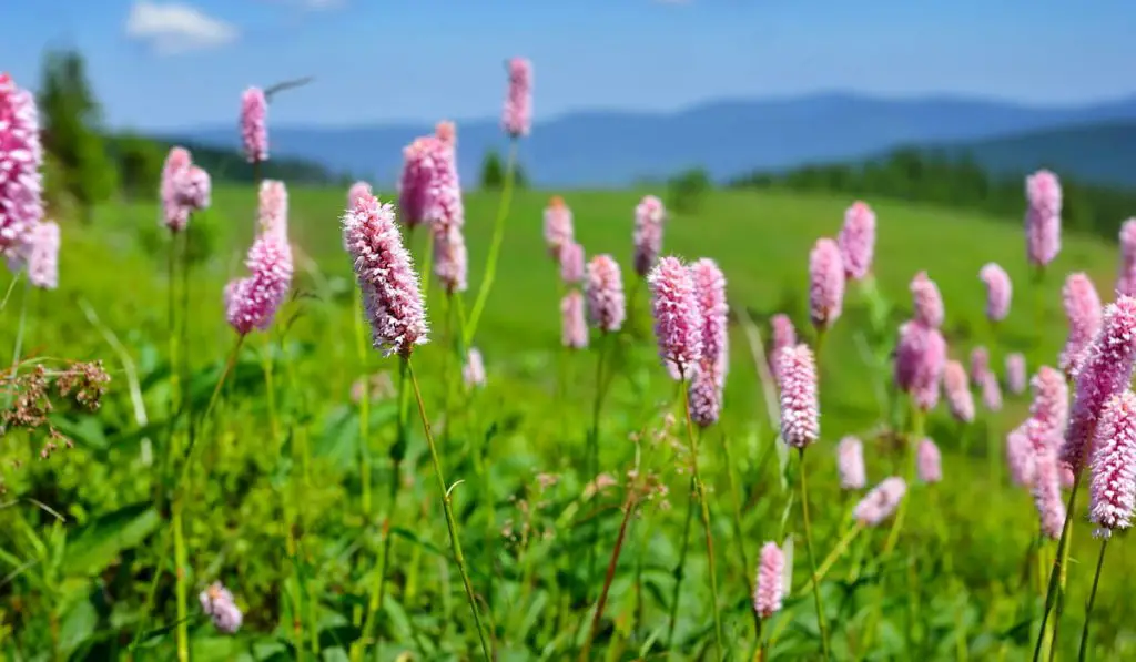 persicaria growing in the mountain