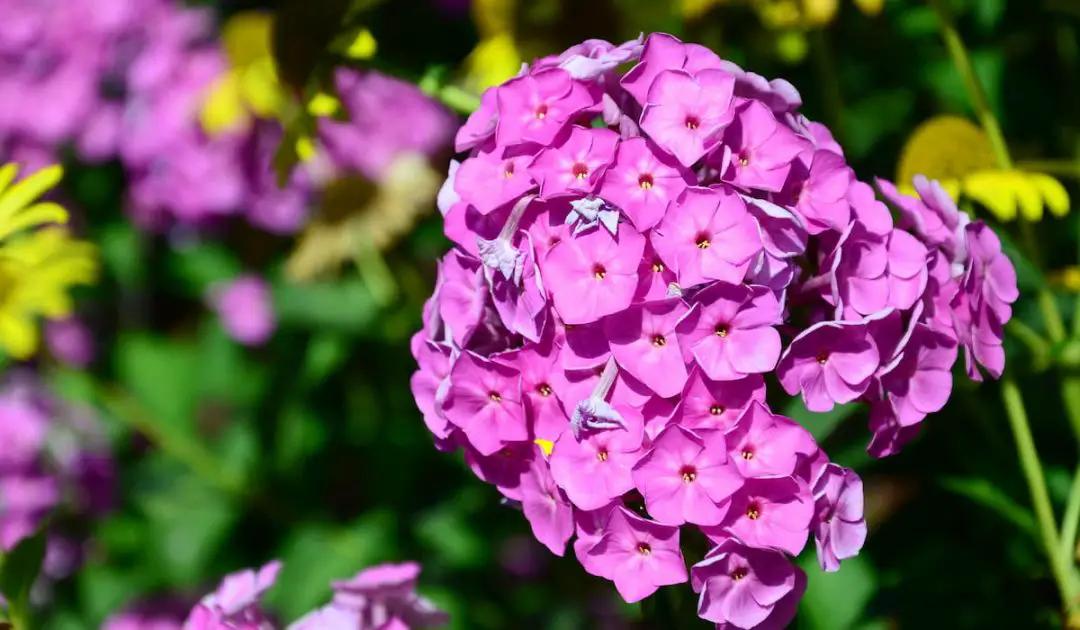 15 Best Perennials For Bees Bee Real Honey