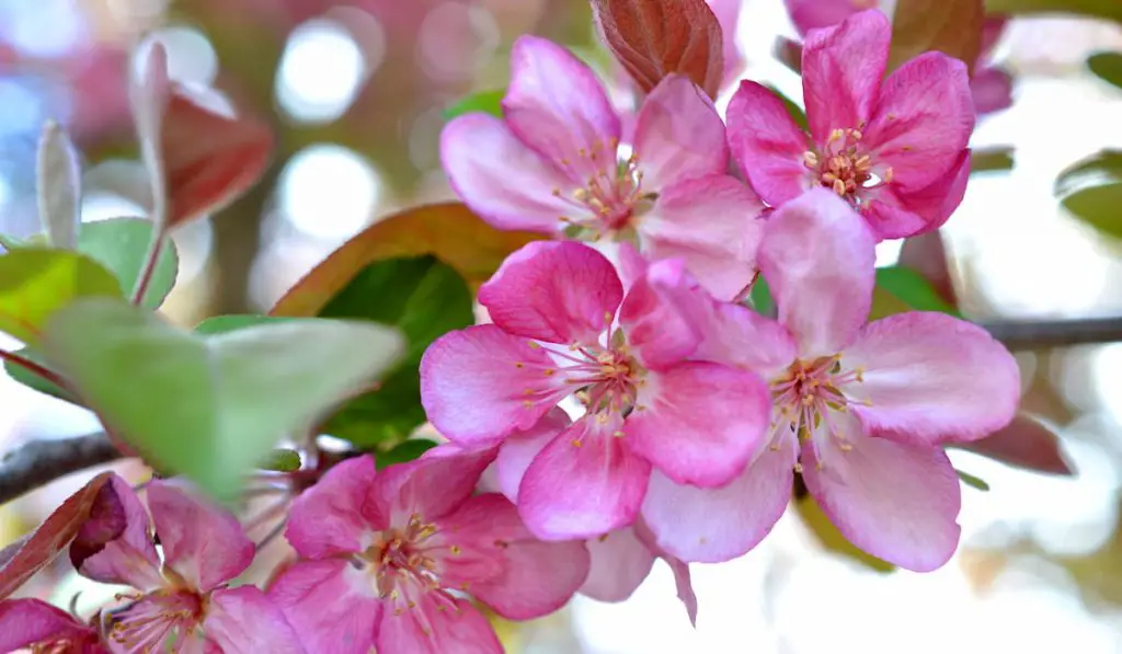 pink crab apple tree blooming in the spring