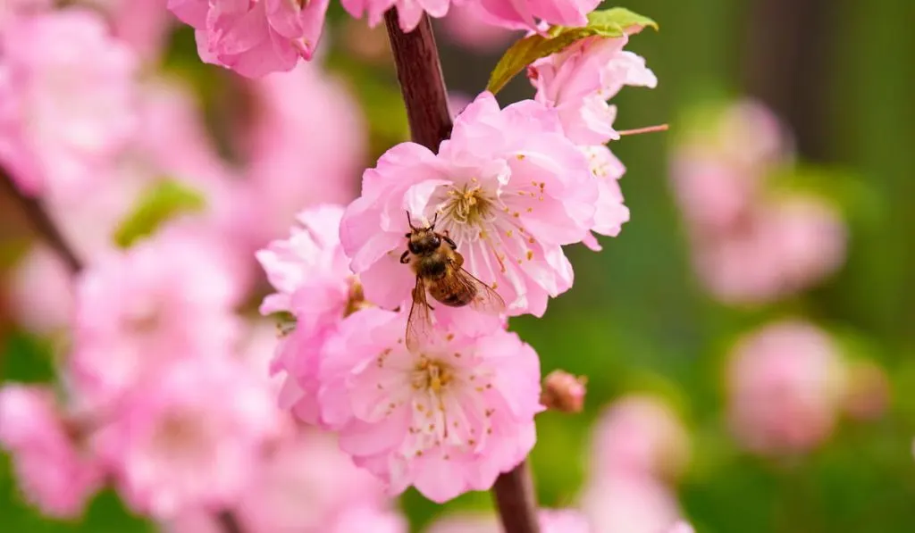 pink flowers and honey bee