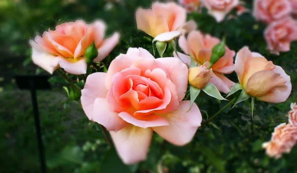 pink-roses