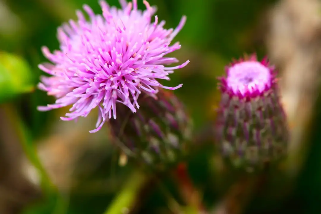 15 Best Perennials For Bees Bee Real Honey