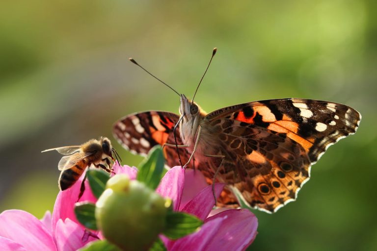 16 Best Plants for Bees and Butterflies Bee Real Honey