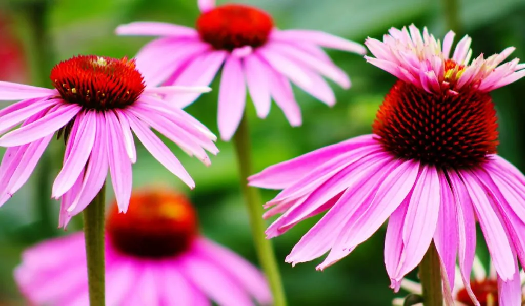 purple coneflowers growing in garden