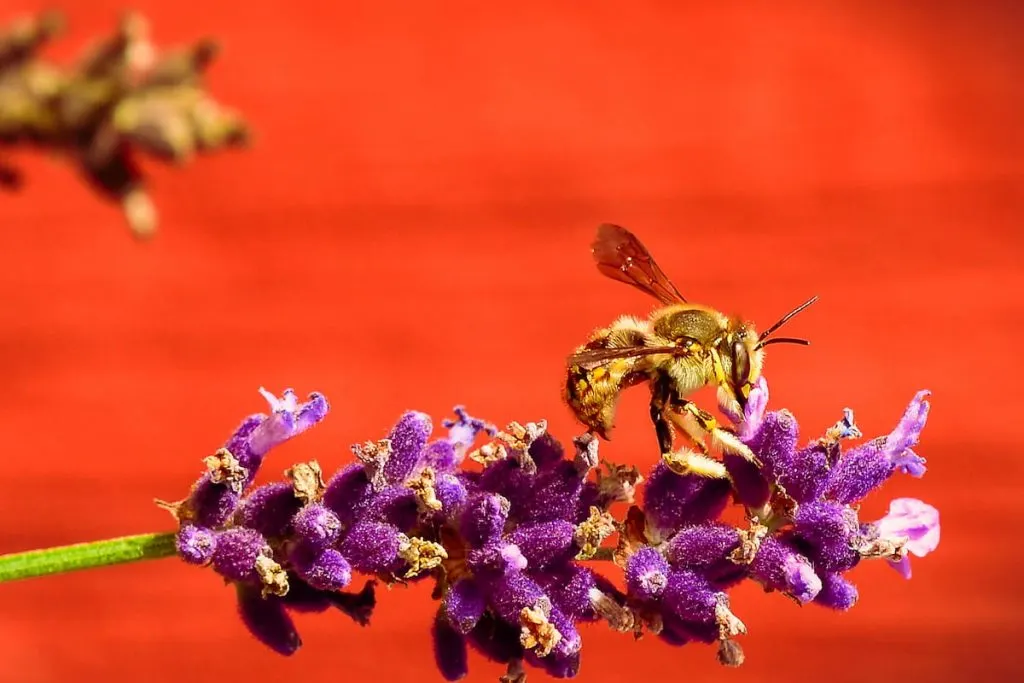 purple lavender being nurtured by a bee 