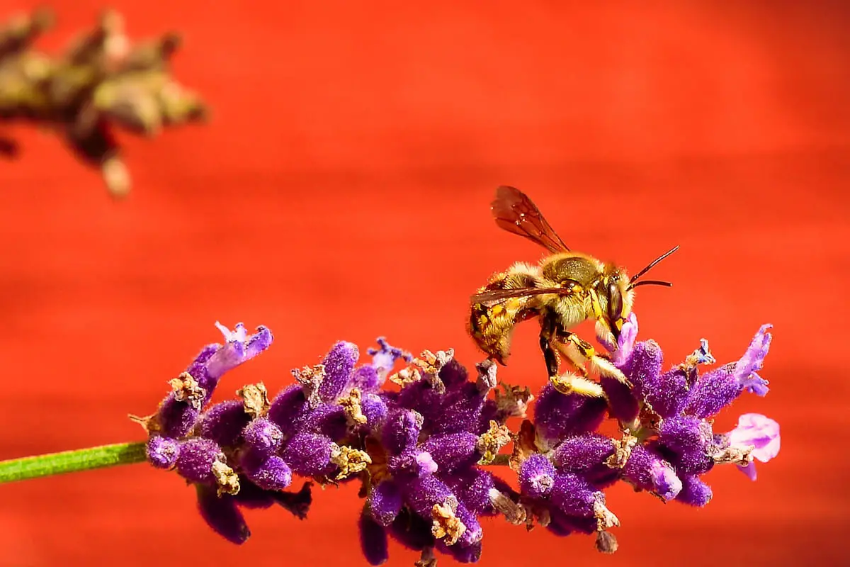 3 Best Lavender Varieties for Bees Bee Real Honey