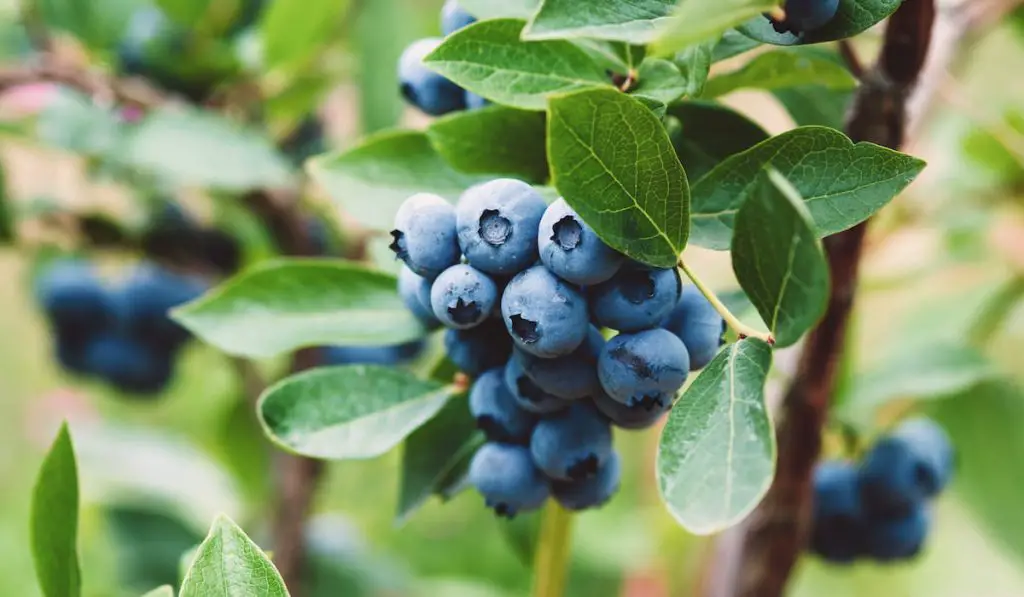 ripe-blueberries-on-a-bush