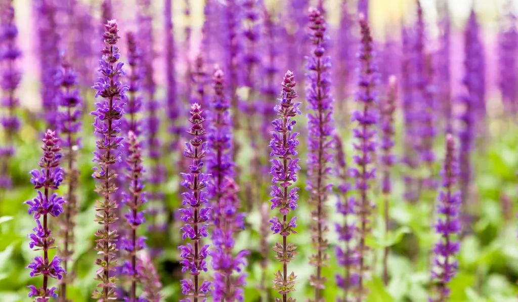 salvia flowers