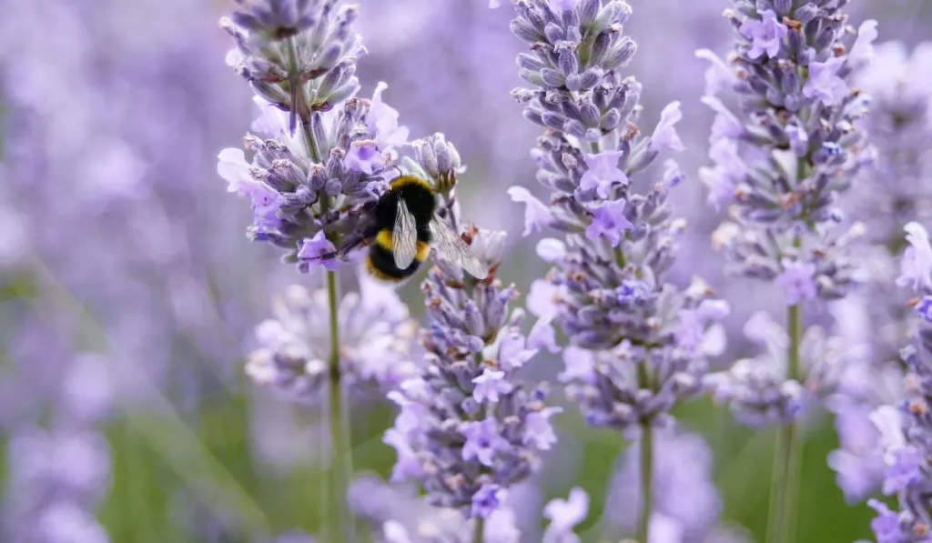spring bumblebee on lavender flower