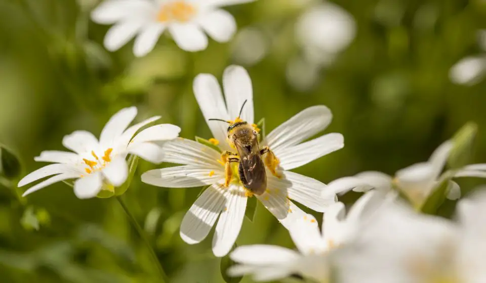 15 Best Annuals For Bees Bee Real Honey
