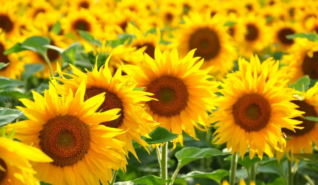 sunflower field