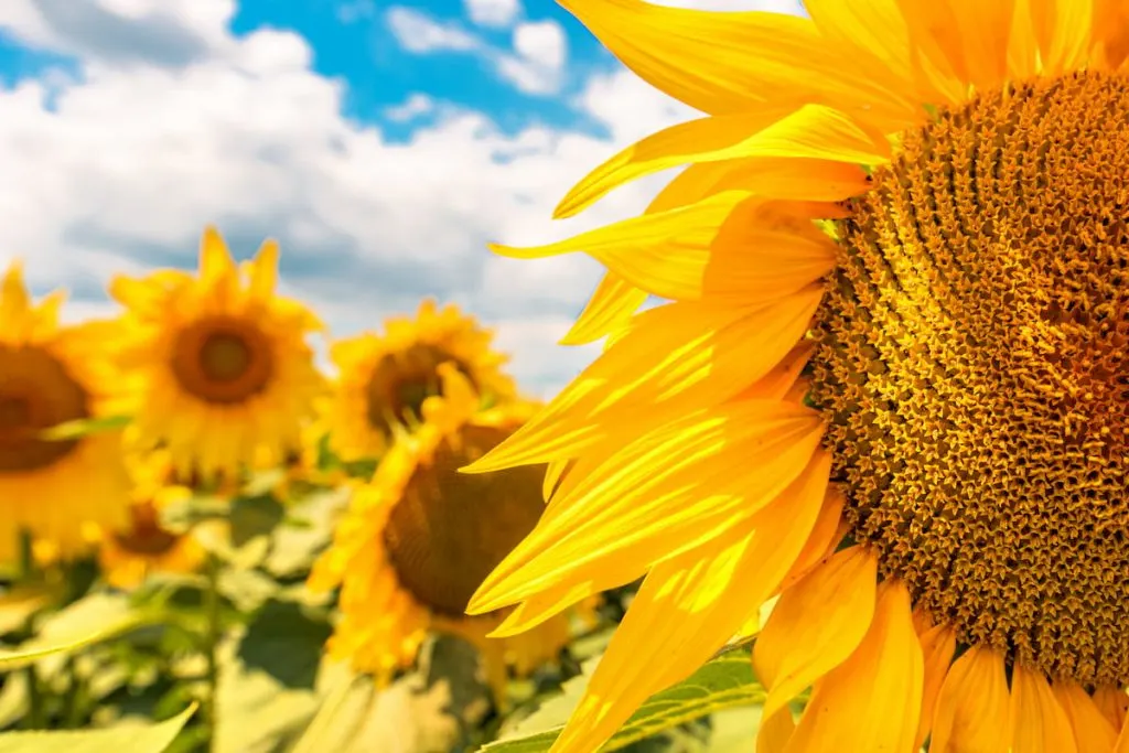 sunflower head close up