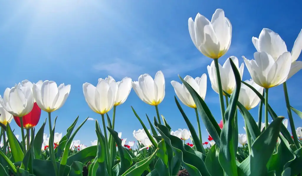 tulips on blue sky