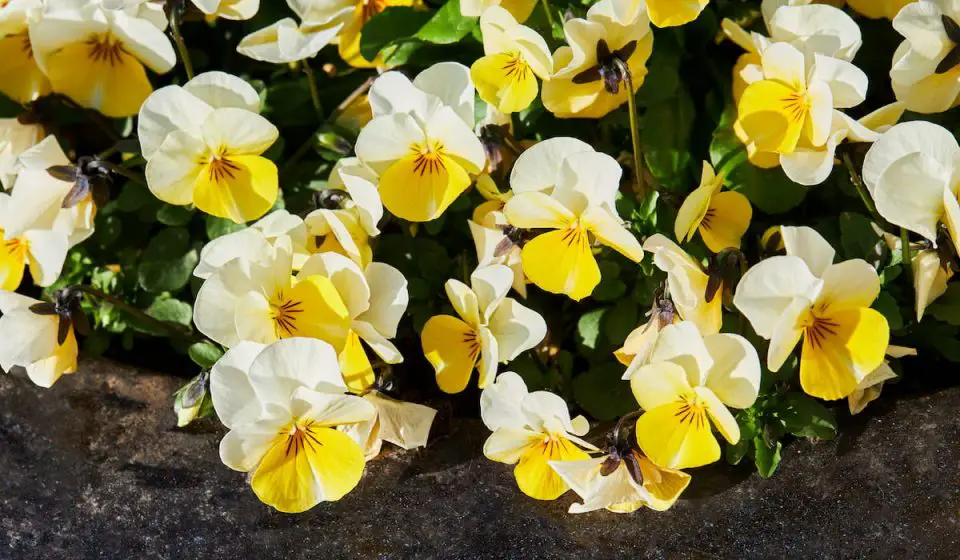 15 Best Annuals For Bees Bee Real Honey