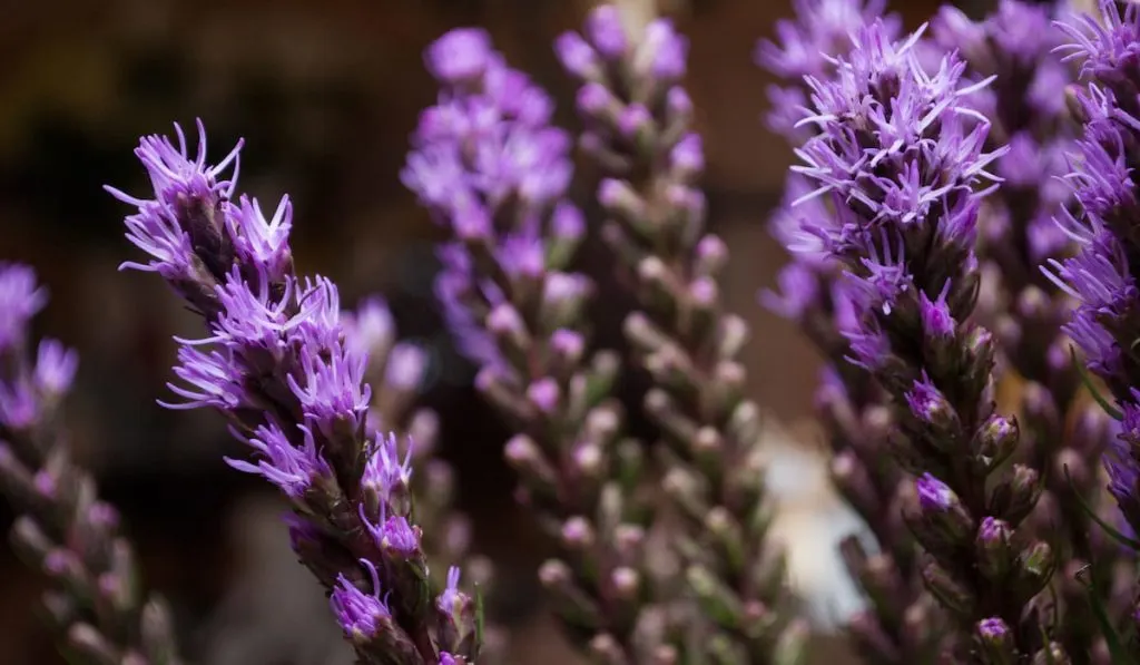 violet liatris