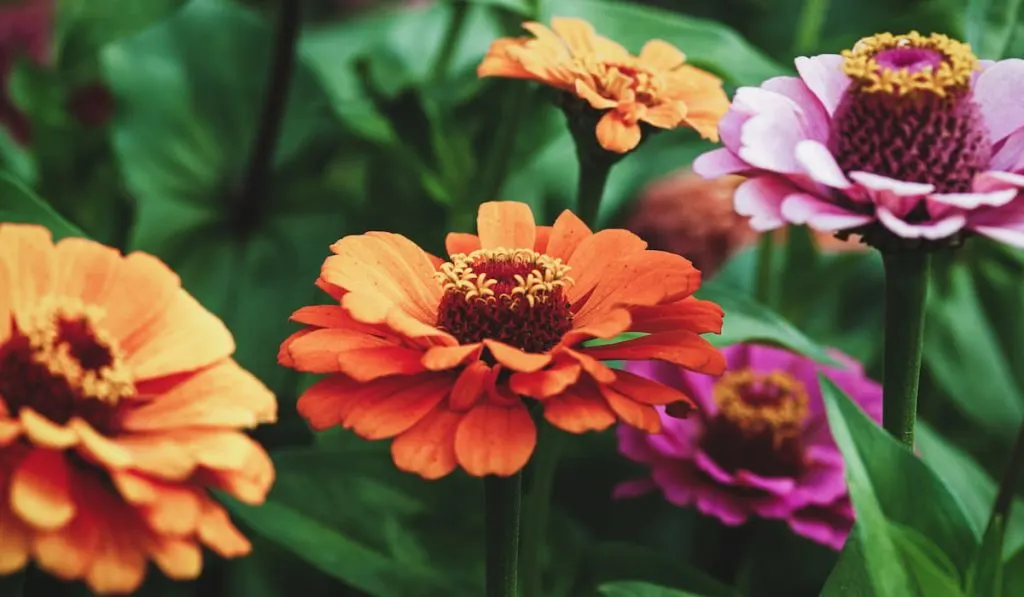 zinnia flowers in the garden