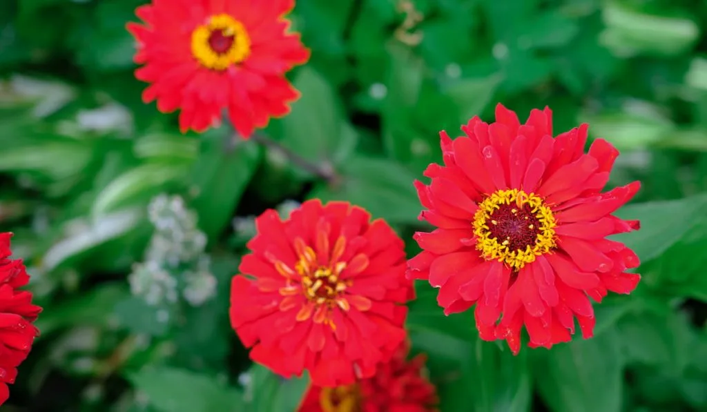 zinnia red flowers growing in a garden